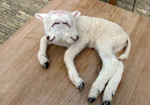 クイッラ村で生まれた双頭の羊。劣化ウランの影響と見られている。　（地元紙『LA・NUOVA・SARDEGNA』提供）