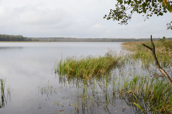 イグナリナ原発の温排水が捨てられていたドゥルークシュ湖。ビサギナス原発も建設されることになればこの湖を利用することになる。閉鎖水域の生態系に影響が及ぶ。＝写真：諏訪撮影＝