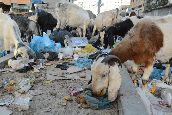 ヤギの群れが道路に放置されていたゴミを食べあさっていた。貧困にあえぐガザを象徴するような光景だ。＝ガザ市　写真：筆者＝