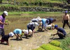 子どもも大人もどんどん植えていく。＝ひずるしい鎮玉提供