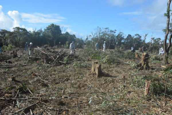 すっぽりと原生林が消えた。おびただしい数の切り株だけが残された。=24日、ヘリパッドH地区　撮影：筆者=