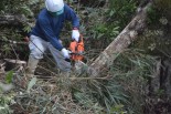 チェーンソーは森の空気をつんざくような高音をあげながら、次々と樹木を伐採していった。=24日、ヘリパッドH地区　撮影：筆者=